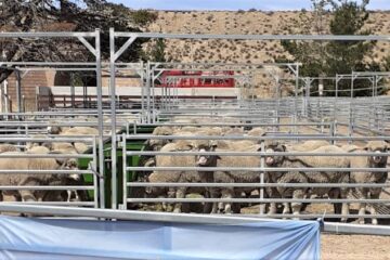 Productores de Santa Cruz recibirán un subsidio de $600 por oveja