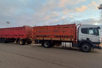 Retienen a un camión jaula que llevaba ovejas a Chubut,  aparentemente robadas en cuatro estancias de la zona de La Esperanza